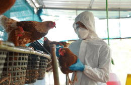 A Veterinarian vaccinates chickens against H5N1 H5N6 Avian Influenza (HPAI)