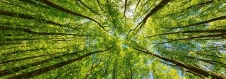 Canopy of trees viewed from below