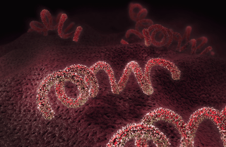 3D illustration of a syphilis pathogen