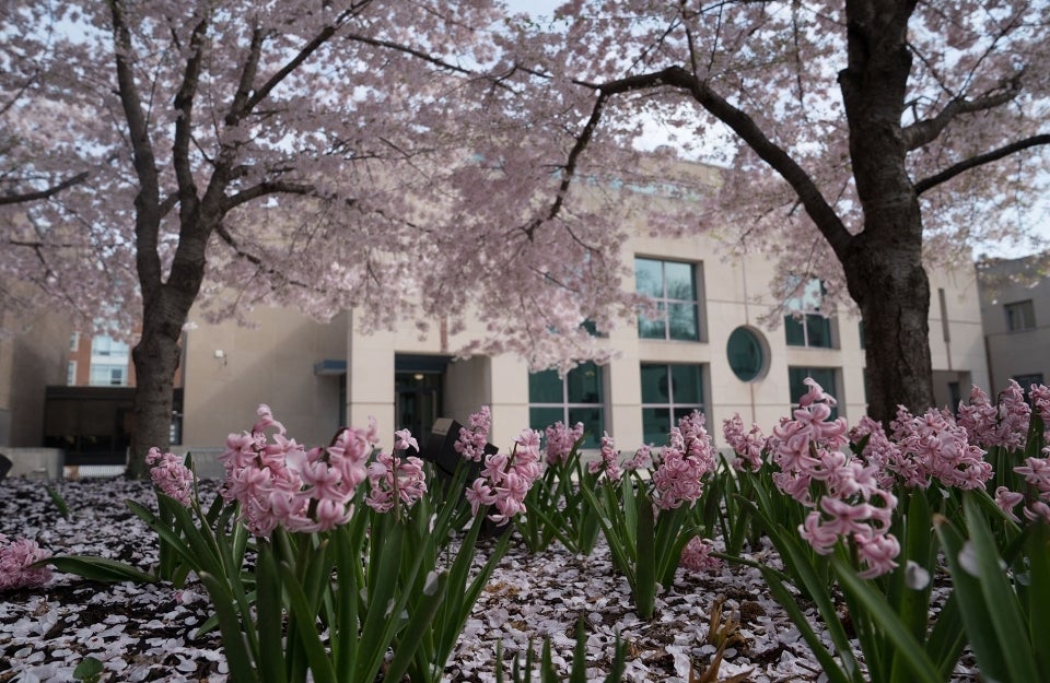 Pink flowers outside of the Annenberg Building